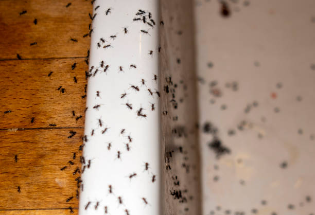 Best Pest Control for Homes  in Redan, GA