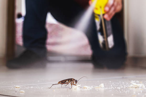 Best Spider Control Near Me  in Redan, GA